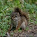 Baby Squirrel by bluemoon