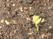 6th Jun 2023 - Beginnings of a bean plant