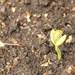 Beginnings of a bean plant by mltrotter