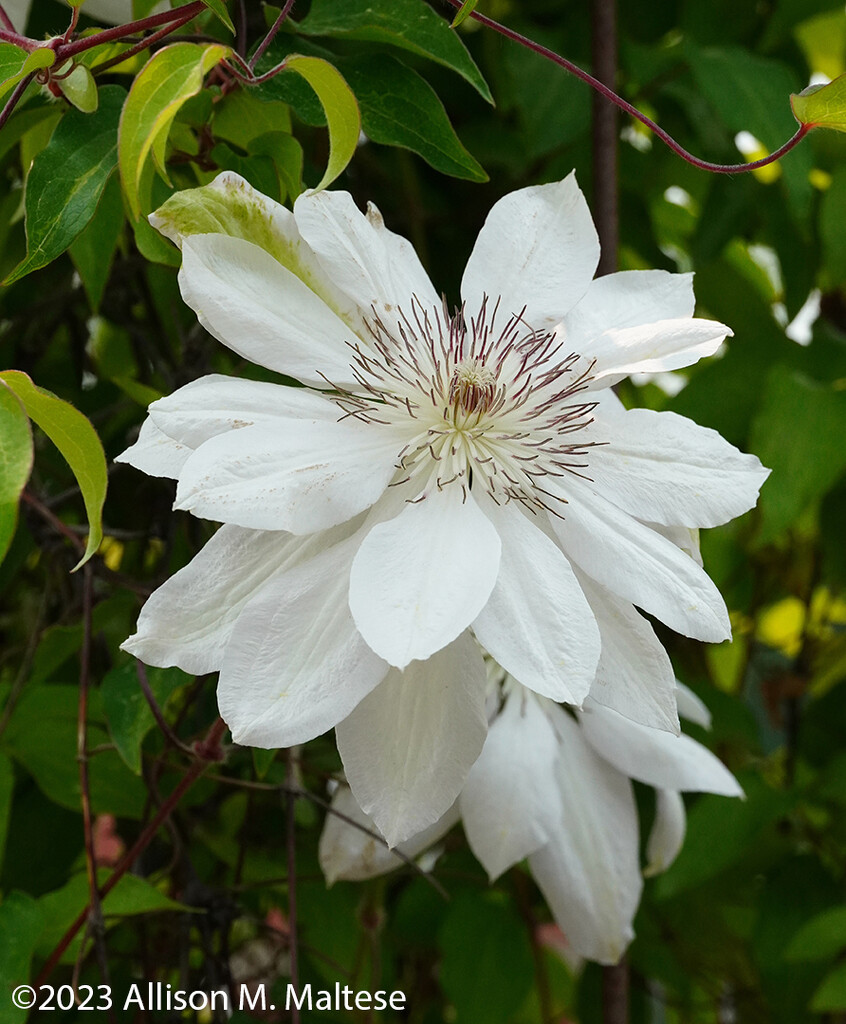 White Clematis by falcon11