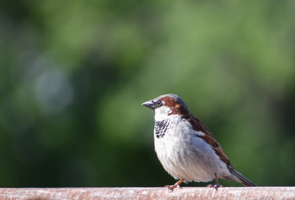Sparrow  by bjywamer