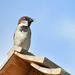 Sparrow Atop The Large Birdhouse