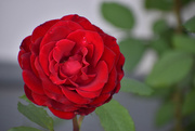 6th Jun 2023 - First Rose of Summer 2023