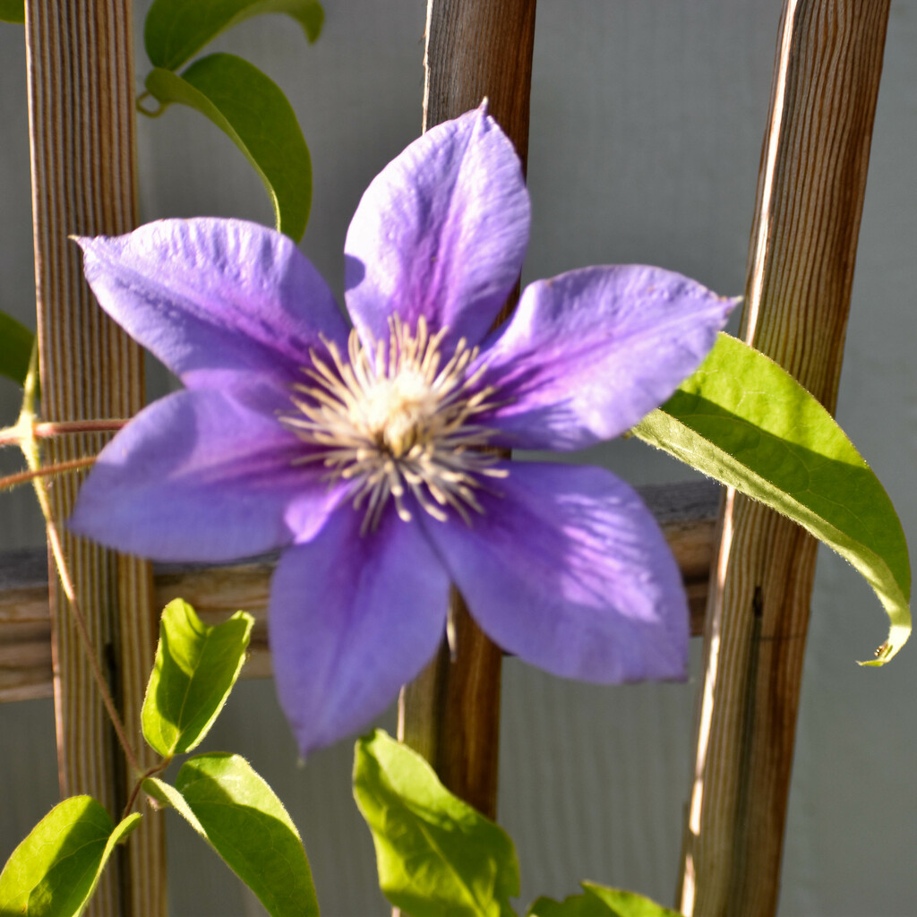 First Clematis Blossom Of Summer 2023 by bjywamer