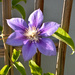 First Clematis Blossom Of Summer 2023