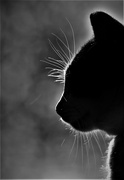 6th Jun 2023 - Whiskers