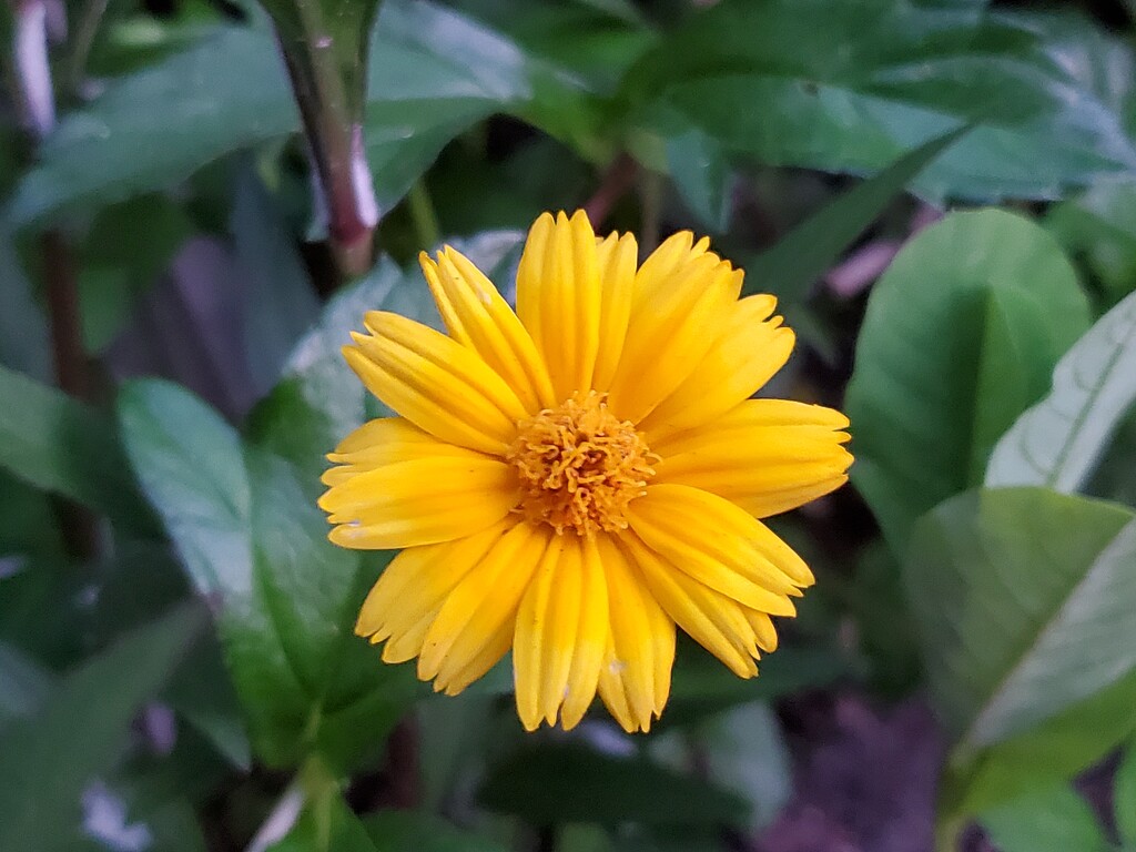 Flower sun by mimiducky