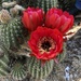 Cactus by loweygrace