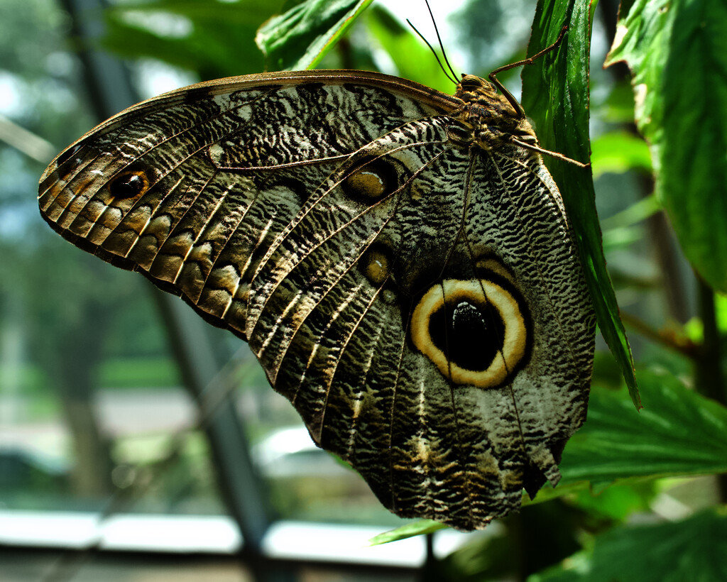 Dark Owl Butterfly by eudora
