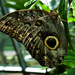 Dark Owl Butterfly by eudora