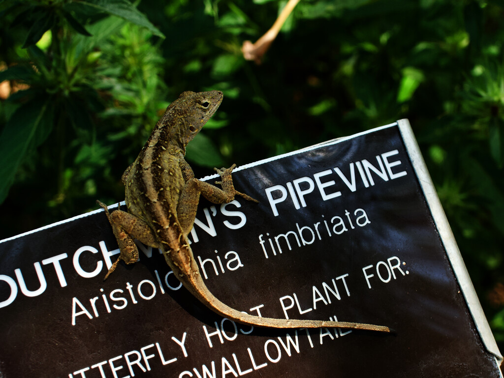 A brown anole? by eudora