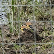 24th May 2023 - Goldfinch