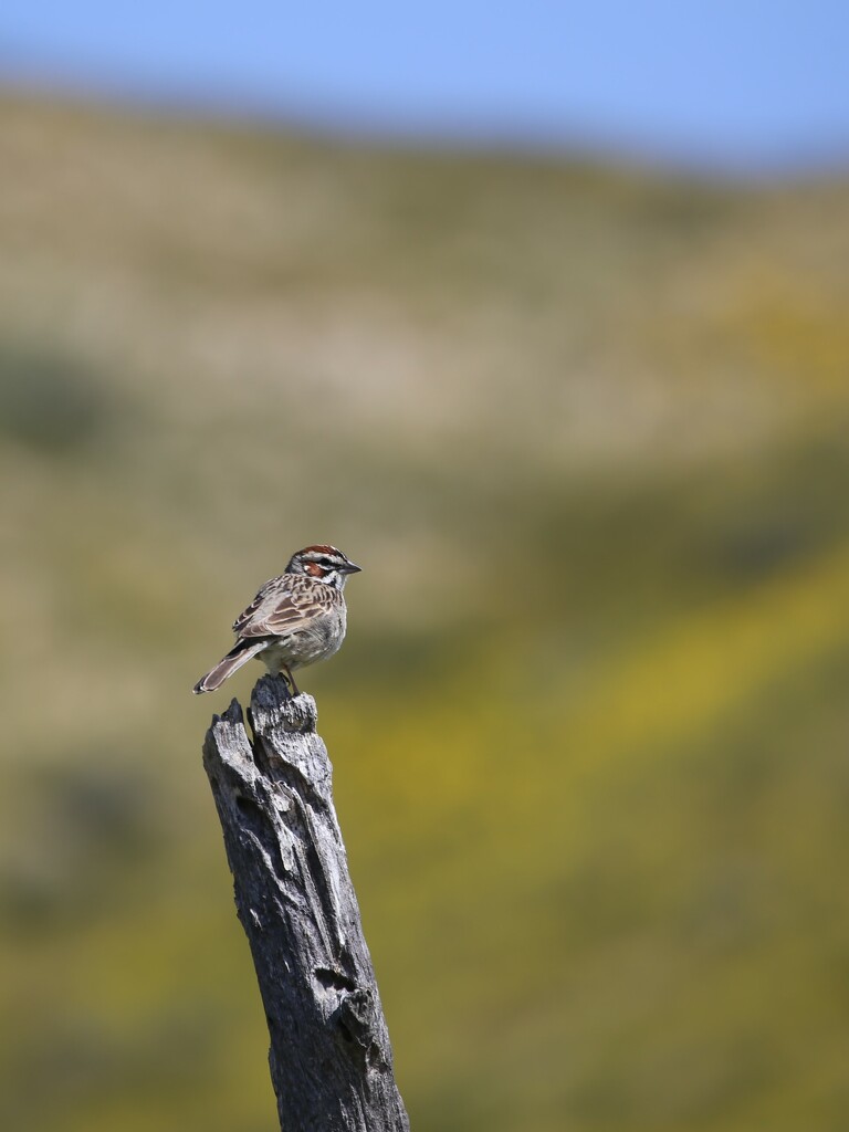 lark sparrow by ellene