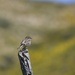 lark sparrow by ellene