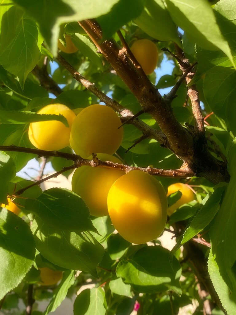 Apricots by joysfocus