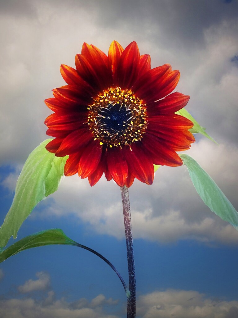 My Sunflower  by joysfocus