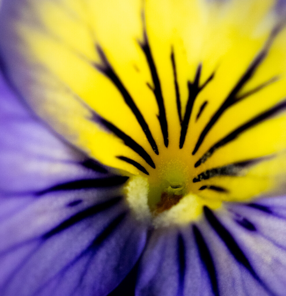 The centre of a pansy by 365projectclmutlow