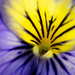 The centre of a pansy