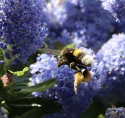 6th Jun 2023 - Bee laden with pollen 