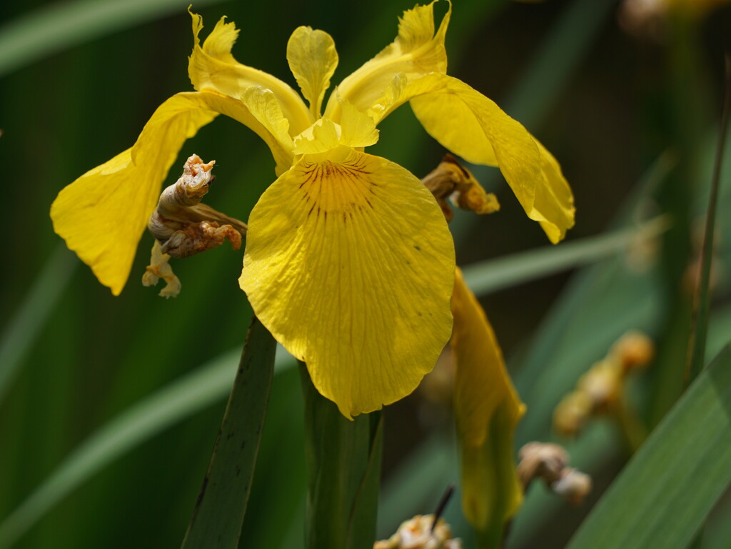 sunny yellow iris by the water by quietpurplehaze