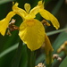 sunny yellow iris by the water