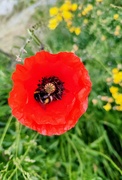 6th Jun 2023 - Bee on poppy 