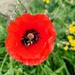 Bee on poppy 