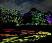 1st Jun 2023 - The Enchanted Forest 1