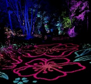 3rd Jun 2023 - The Enchanted Forest 3