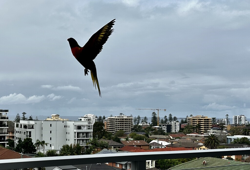 Bird in flight! by deidre
