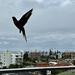 Bird in flight! by deidre