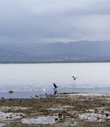 25th May 2023 - Lake Illawarra 1