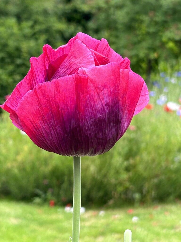 National Trust Poppy by phil_sandford