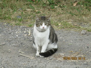 8th Jun 2023 - Meadowhead cat.