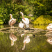 Pink Pelicans