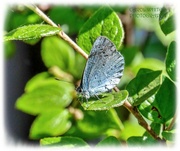 7th Jun 2023 - Holly Blue Butterfly