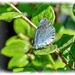 Holly Blue Butterfly by carolmw