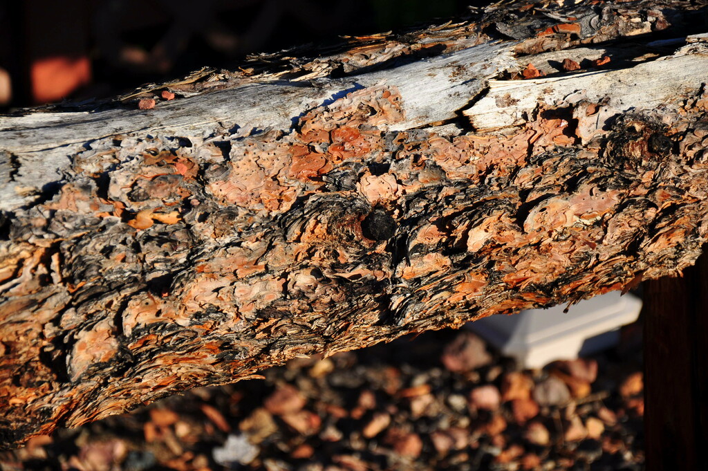 Old Log with Peeling Bark by stownsend