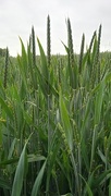 7th Jun 2023 - Wheat