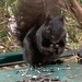 Wild June- Eating Squirrel