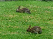 6th Jun 2023 - Rabbits