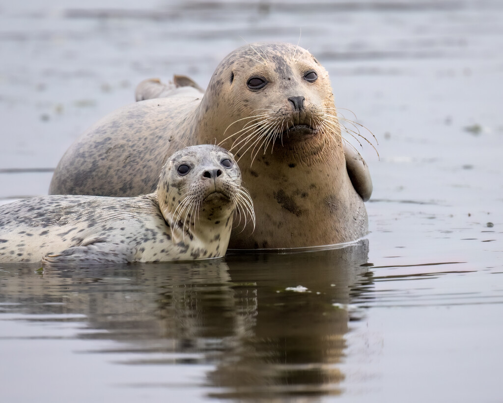Harbor Seals by nicoleweg