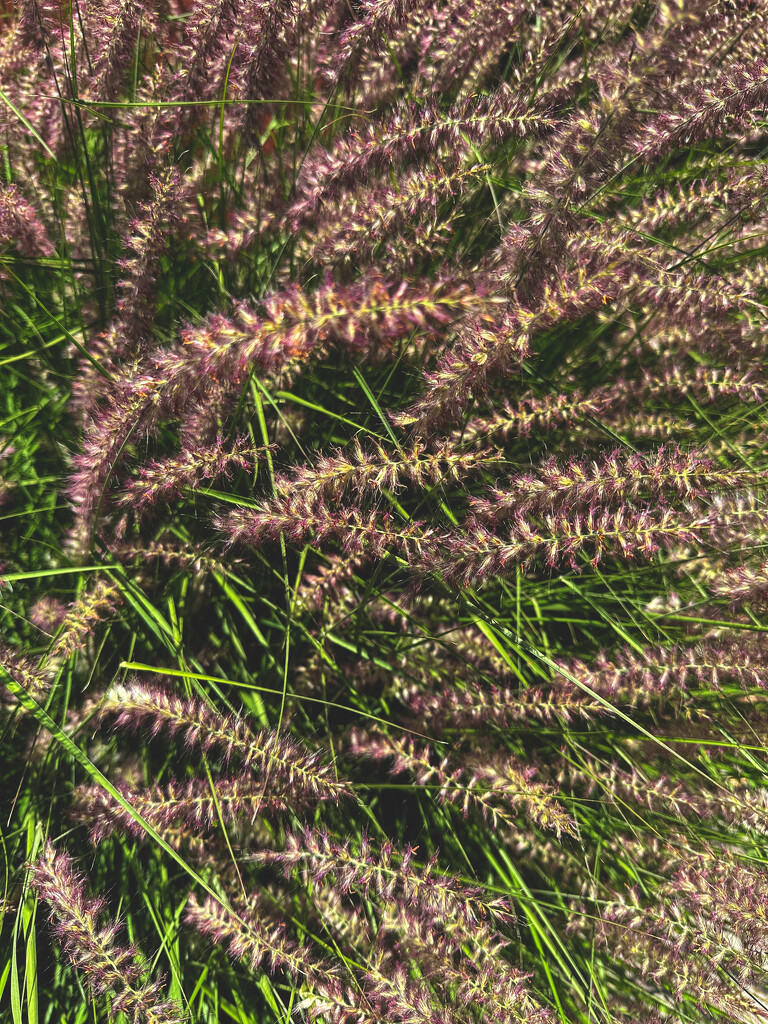 Purple grass seeds by shutterbug49