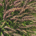 Purple grass seeds