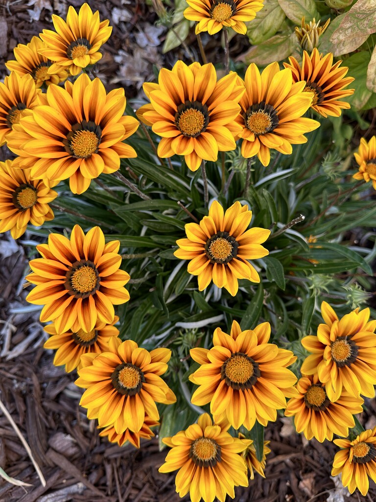 Gazania are in full bloom by thedarkroom