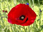 7th Jun 2023 - Meadow Garden Poppy