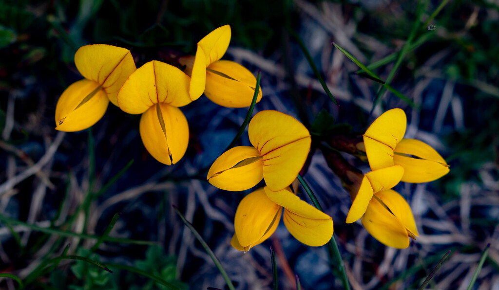 Birds Foot Trefoil by lifeat60degrees