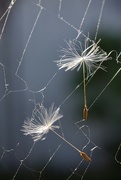 7th Jun 2023 - Dandelion seeds caught in cobwebb
