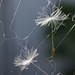 Dandelion seeds caught in cobwebb by okvalle
