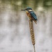 Kingfisher on a bullrush! by billdavidson